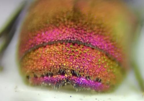 Réf. 262 555 : Chrysis mixta